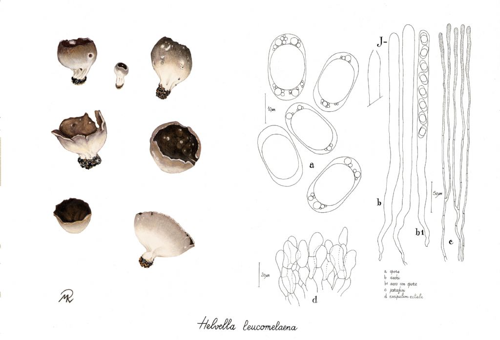 Dissingia leucomelaena